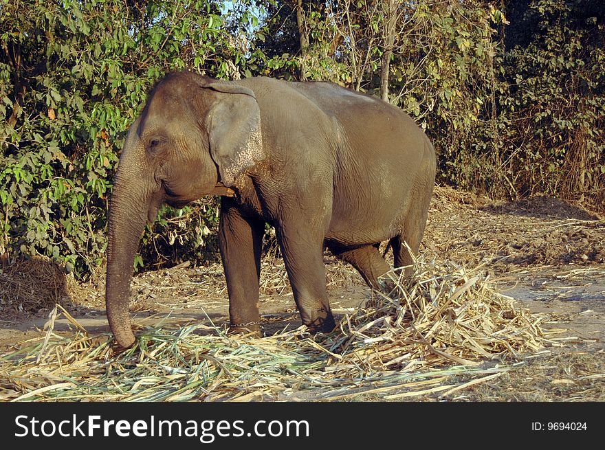 The elephant eats hay. Thailand.