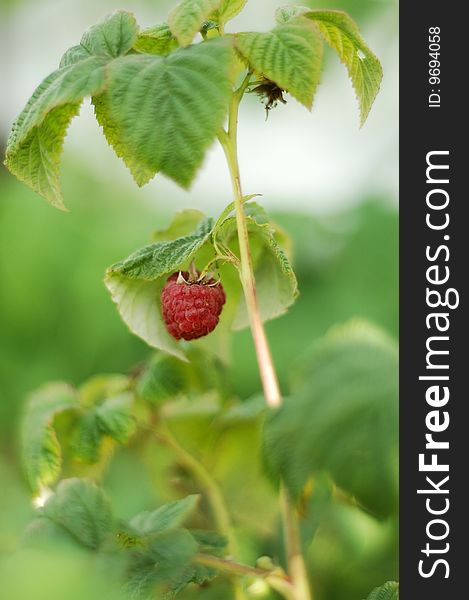 The red raspberry hangs on a bush
