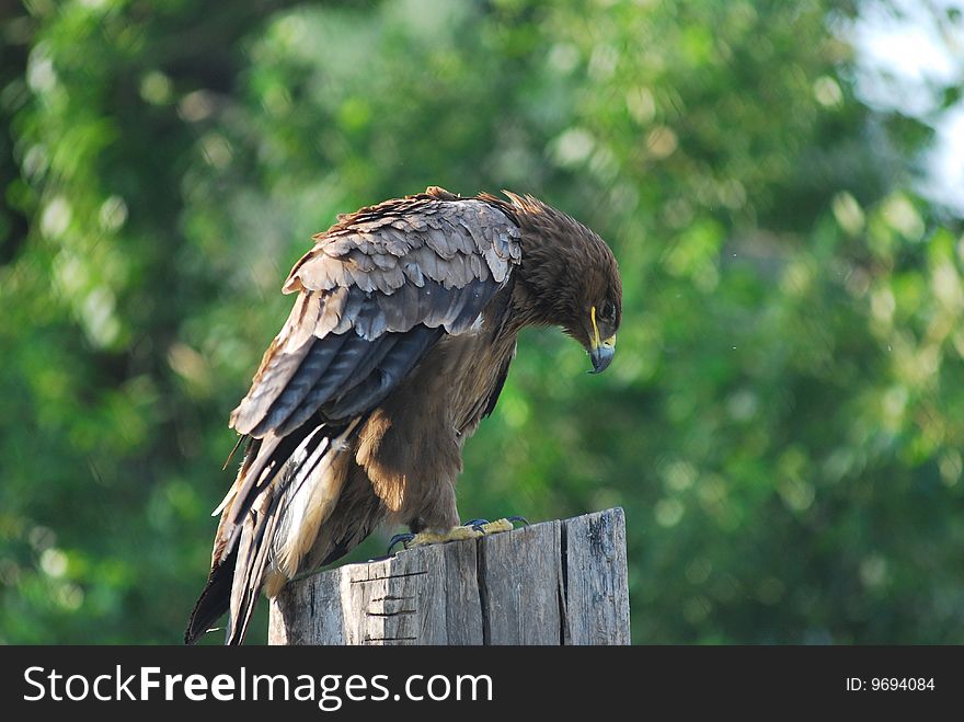 A hawk, named northern goshawk, was standing on the wood, bowing its head. A hawk, named northern goshawk, was standing on the wood, bowing its head.