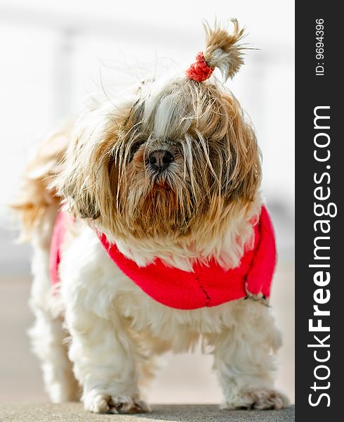 Pet fashion, dog wearing a red jacket and funky hair. Pet fashion, dog wearing a red jacket and funky hair