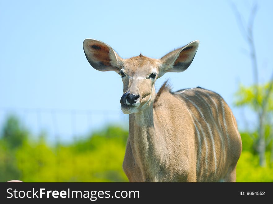 Picture of young deer licking himself