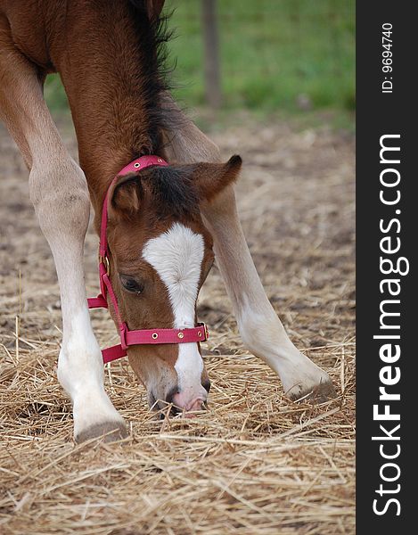 A brown foal eating some hay.