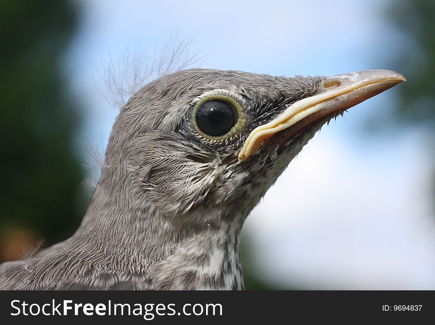 Closeup photo of a young mockingbird.