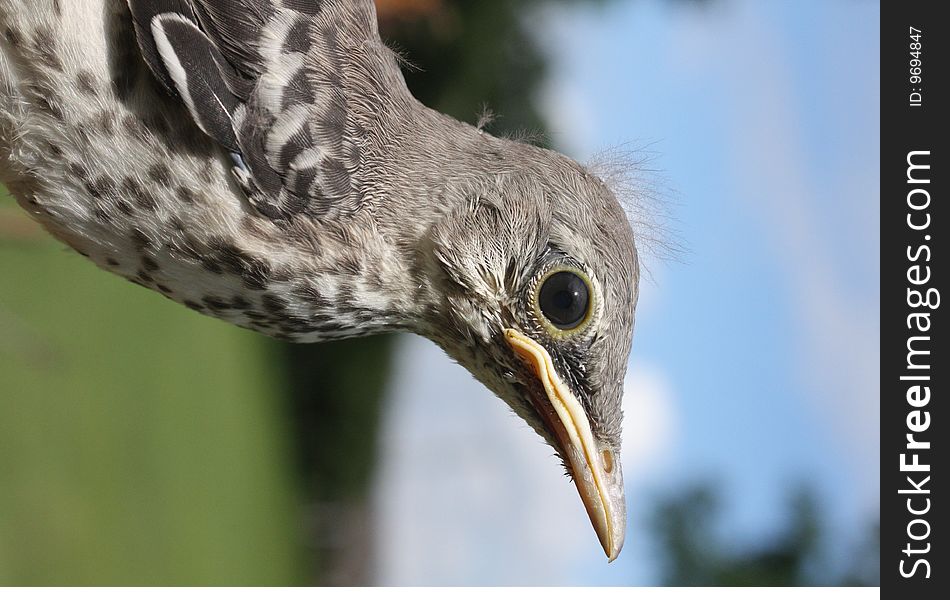 Closeup photo of a young mockingbird.