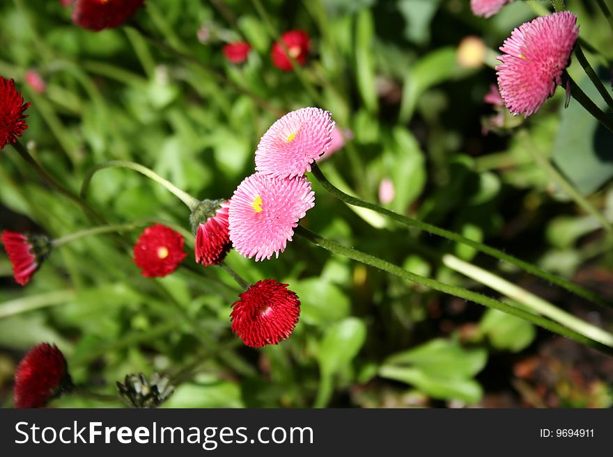 Heartfelt pink and red zinnias