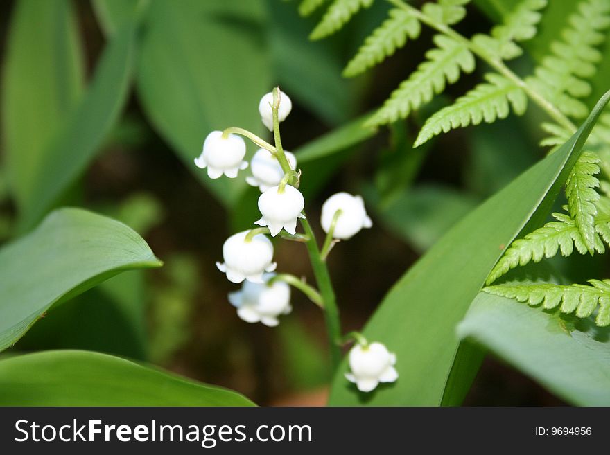 Small cluster of Lily of the Valley flowers surrounded by lush green foiliage including nearby ferns