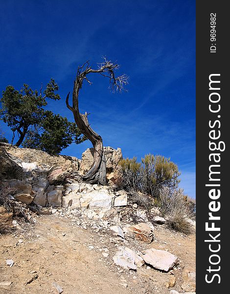 A Dead tree in Grand Canyon,Arizona,United States. A Dead tree in Grand Canyon,Arizona,United States