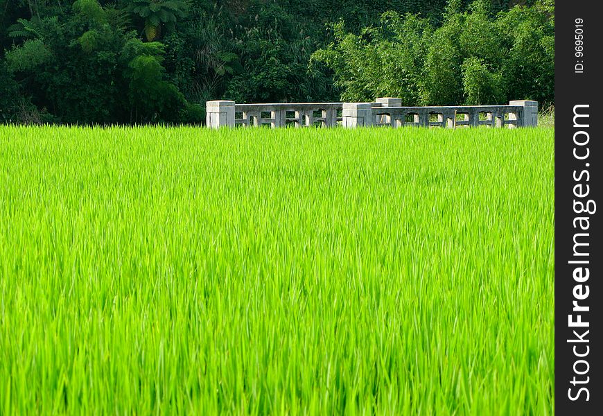 Rice seedling and vantage small bridge with sunlight