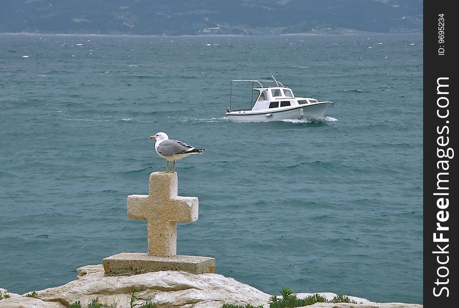 Gull and croos at sea
