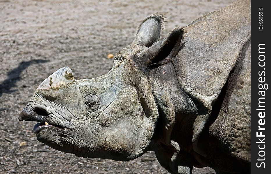 Great indian rhinoceros. Latin name - Rhinoceros unicornis. Great indian rhinoceros. Latin name - Rhinoceros unicornis