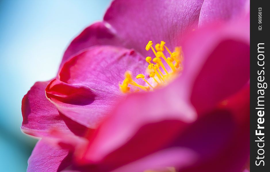 Closeup of a purple rose on blue background