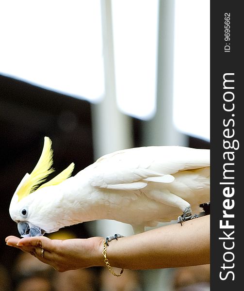 A person feeding a white cockatoo