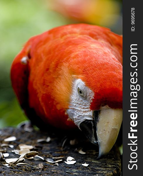 A macaw feeding on the seeds on broken log