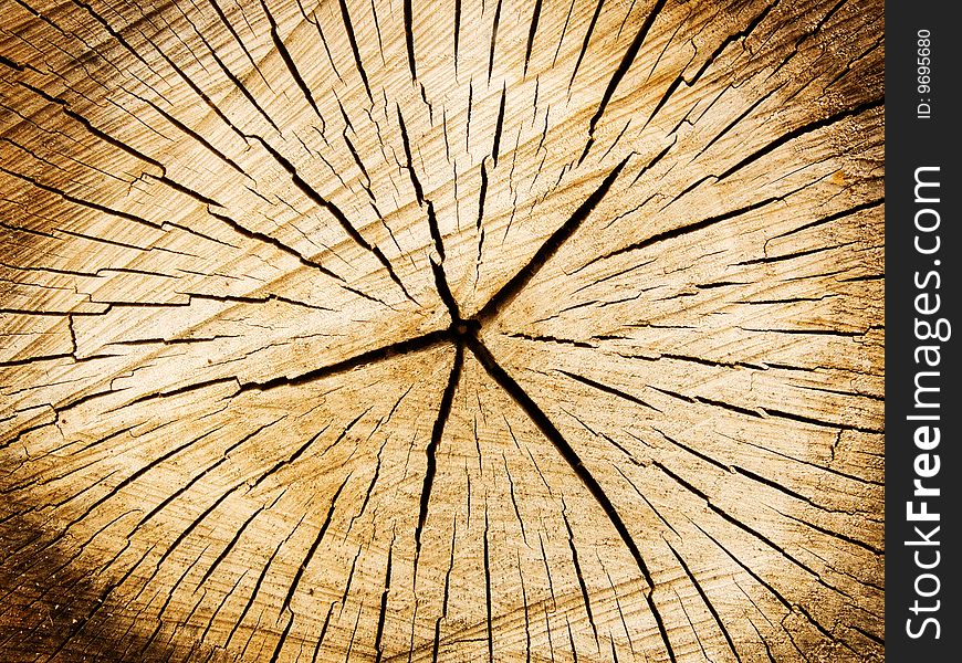 Cut of a tree a poplar an abstract background