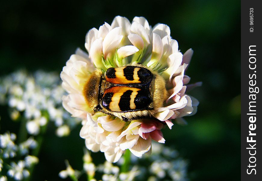 The beetle sits on a flower