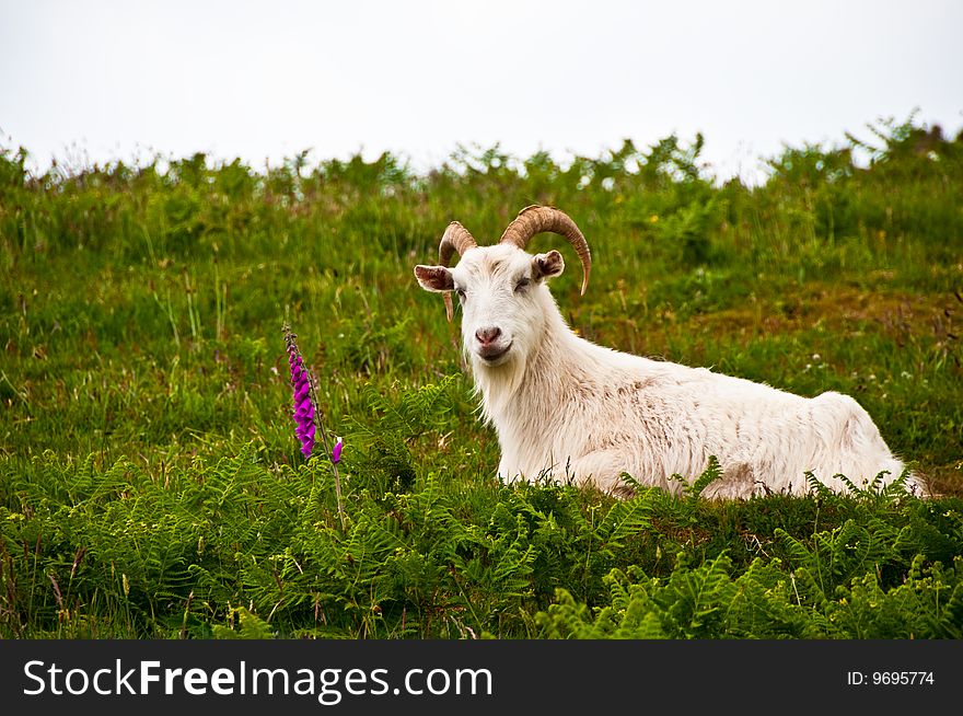 Goat in field with bracken and flower