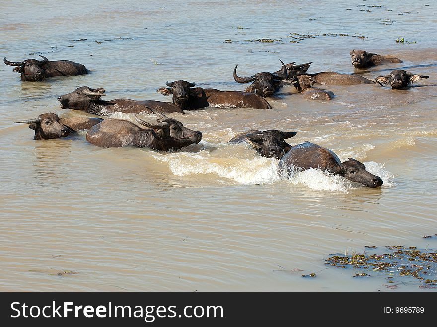 Many waterbuffalo in the water