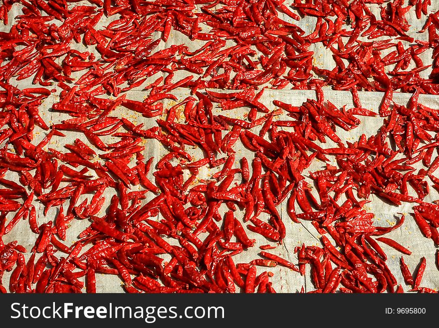 A spread-out of Indian red chillies kept for drying in the sun. A spread-out of Indian red chillies kept for drying in the sun.