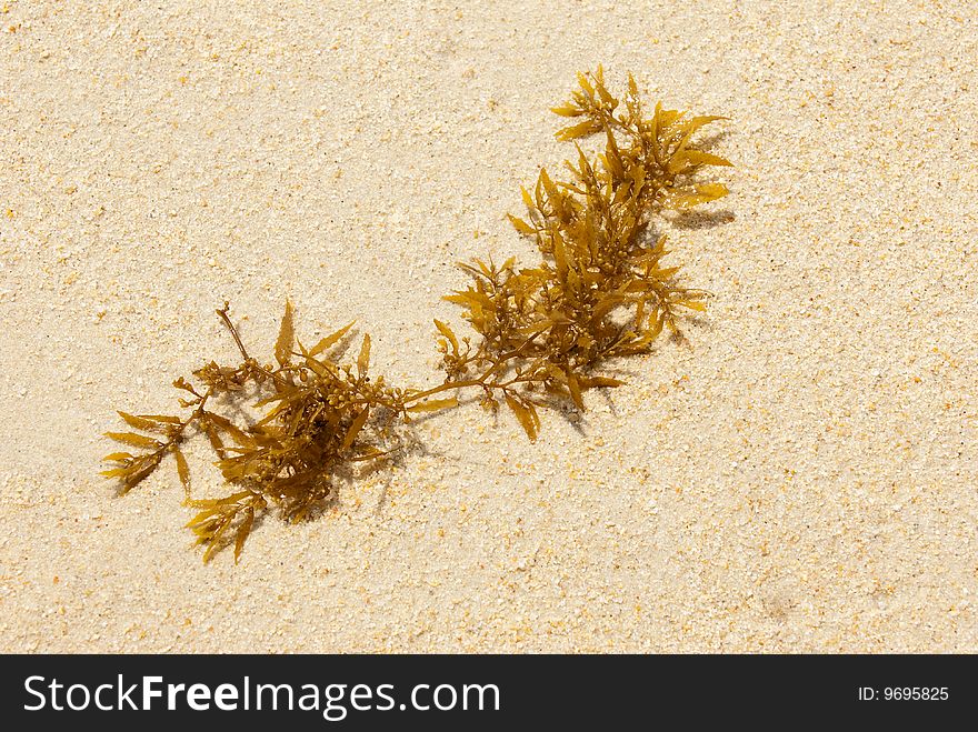 Brown seeweed on the beach. Brown seeweed on the beach