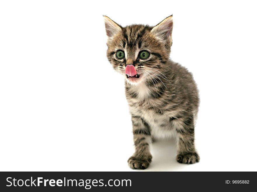 Grey striped kitten on white background. Grey striped kitten on white background