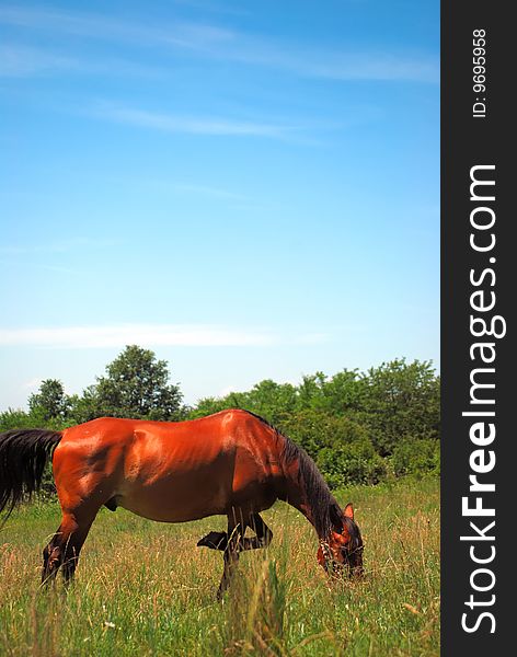 Beautiful brown stallion in the middle of nature. Beautiful brown stallion in the middle of nature