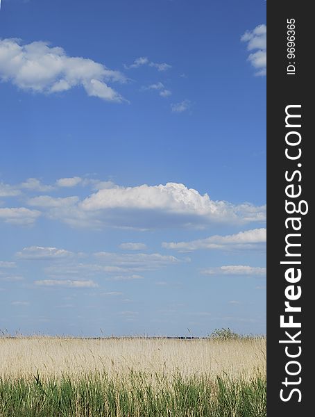 Landscapes background, dry bulrush, horizon , sky and clouds