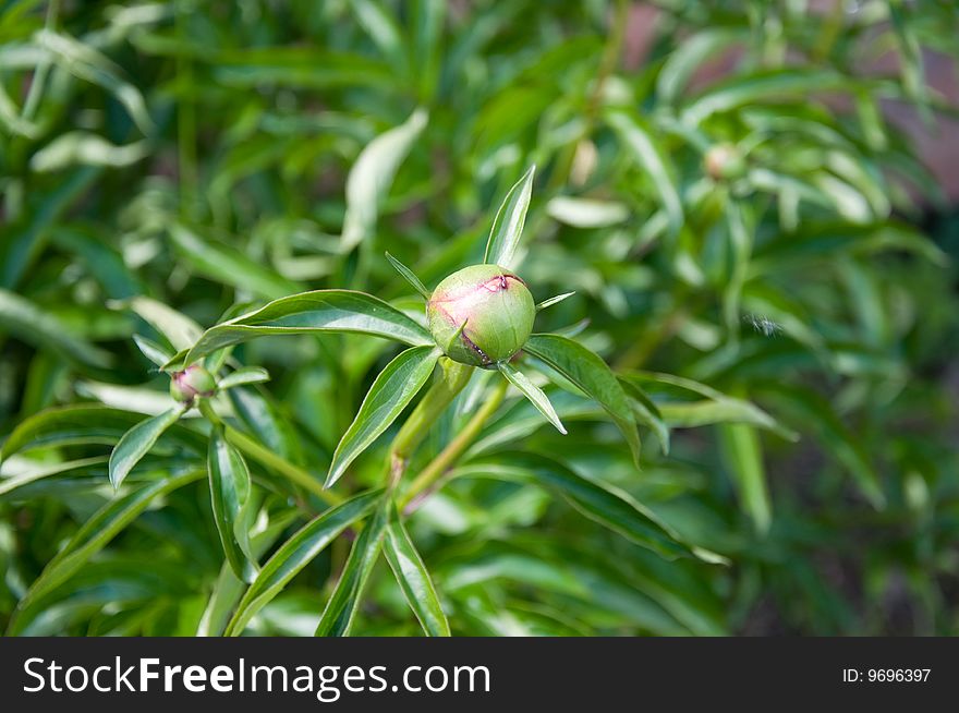 Peony Unblown Flower