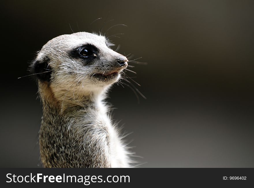 A meerkat standing on guard