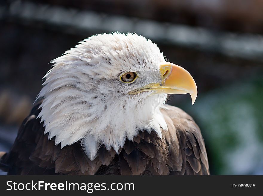 Very proud looking older American Bald Eagle at a nature center.