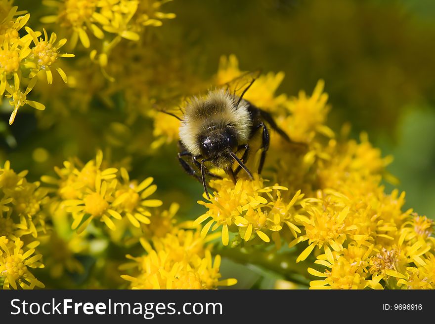 Golden Northern Bumblebee collecting pollen on a yellow flower.