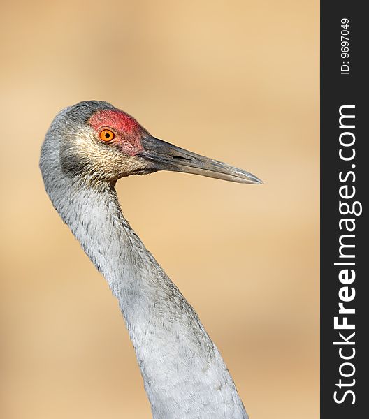 Portrait of the big grey crane.