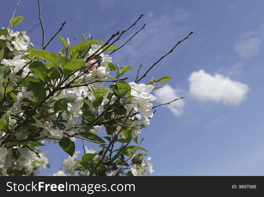 Photo of cherry blossom over blue sky