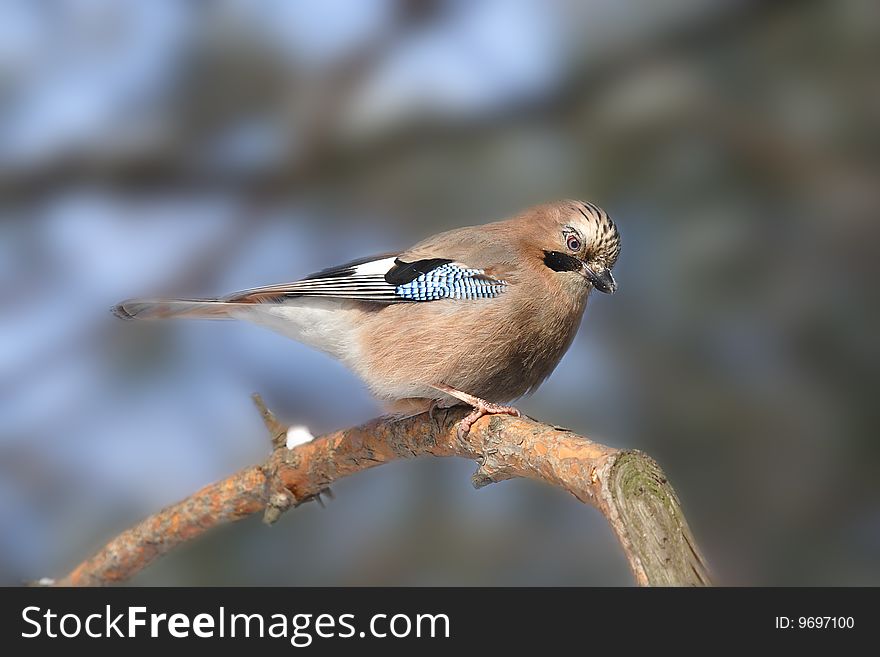 Big blue jay at the branch