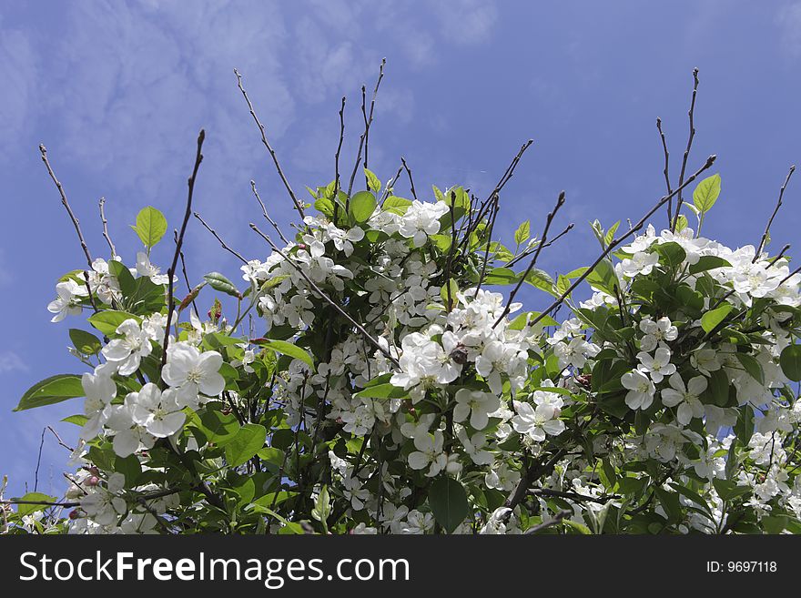 Photo of cherry blossom over blue sky