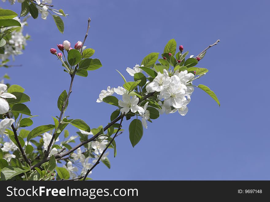 Photo of cherry blossom over blue sky