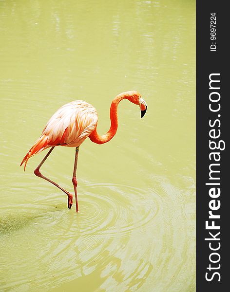 The pink a flamingo walks on water. The pink a flamingo walks on water