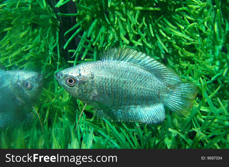Fish Ljalius Blue Colisa Lalia