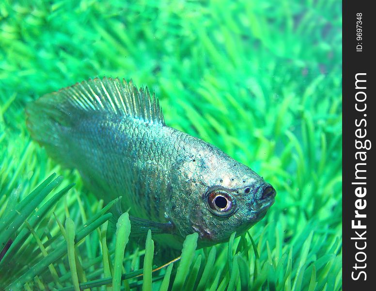 Fish Ljalius Blue Colisa Lalia