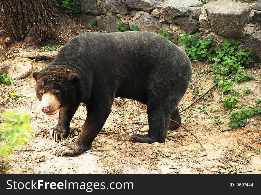 The black American bear is in a zoo