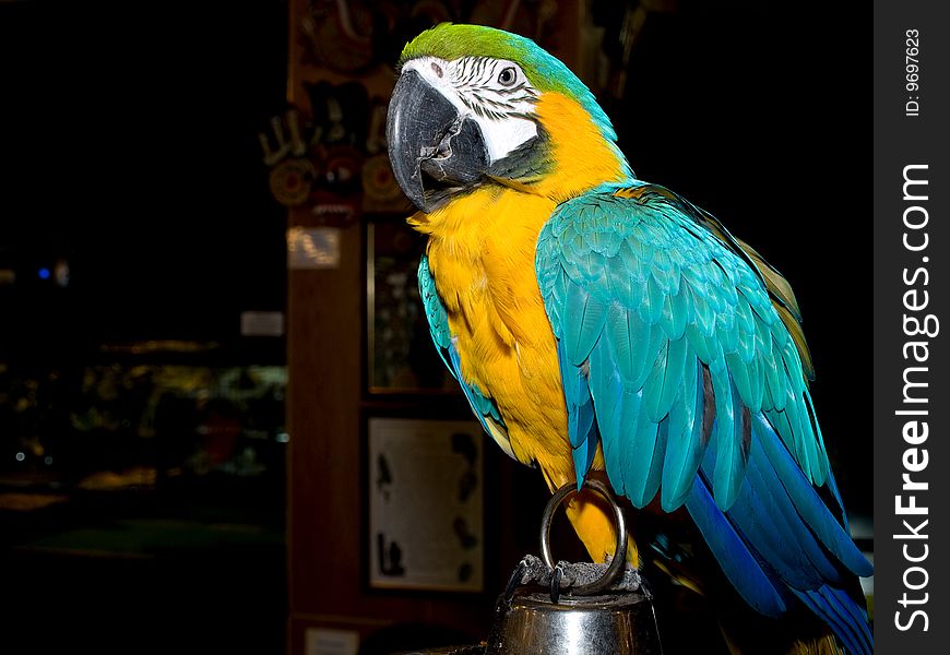 Portrait of colorful parrot sitting on the cage