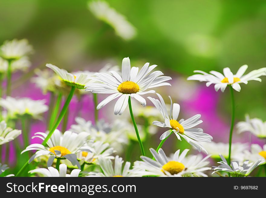 Closeup of white daisies in a field in summer