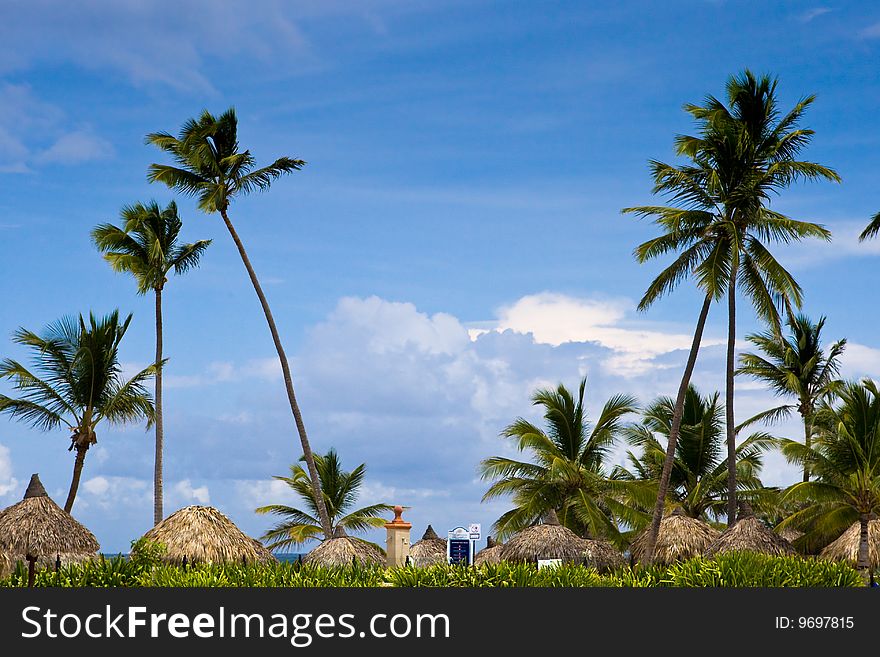 Many Palms On The Beach Island