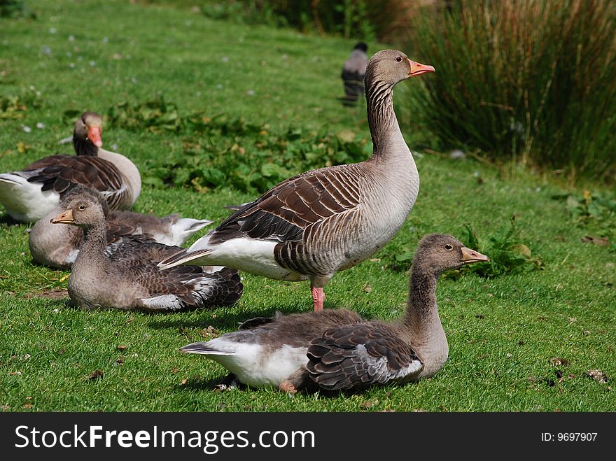 Geese and big goslings on gras