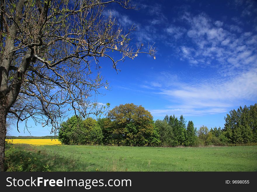 Summer landscape, bright blue sky and yellow field in the distance, big tree with sharp detail. Summer landscape, bright blue sky and yellow field in the distance, big tree with sharp detail