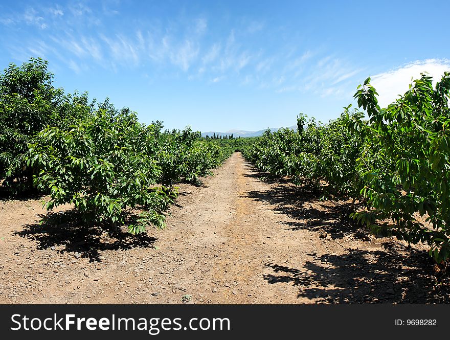 Alley Between Trees In The Cherry Orchard