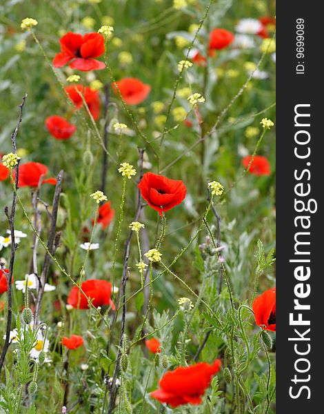 Meadow With Poppies