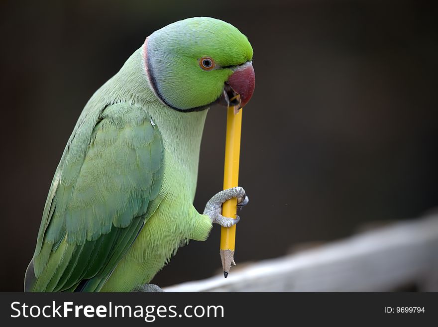 Parrot chewing a pencil whilst pondering what to write. Parrot chewing a pencil whilst pondering what to write.