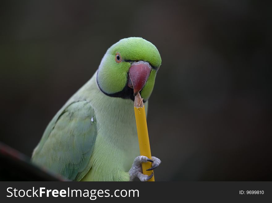 Parrot chewing a pencil whilst pondering what to write. Parrot chewing a pencil whilst pondering what to write.