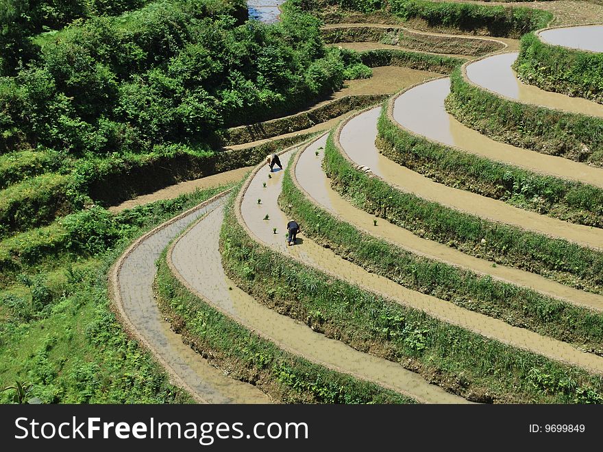 Farmers are cultivating paddy rice in the terrace in South China.