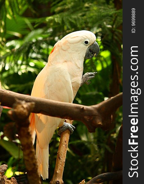 A parrot on a branch feeding